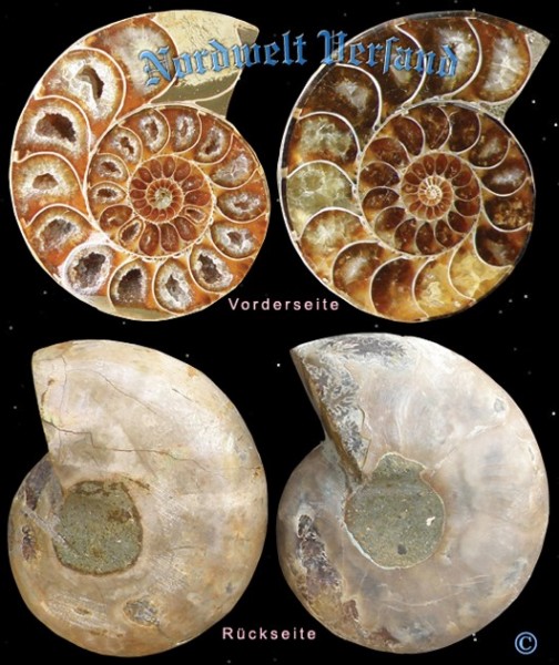 versteinerter Ammonit Millionen Jahre alt